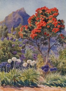 Eucalipto dai fiori scarlatti, vicino a Città del Capo (litografia a colori)