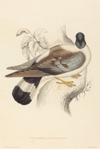 Columba Leuconota (Piccione delle nevi) da Elizabeth Gould