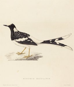 Enicurus Maculatus (Coda a forchetta maculata)