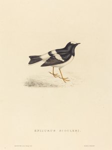 Enicurus Scouleri (Piccola coda biforcuta) da Elizabeth Gould