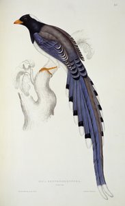 Pica Erythrorhyncha, da 
