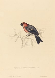 Pyrrhula erythrocephala (ciuffolotto testarosso) da Elizabeth Gould