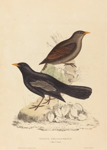 Tordo Poecilopterus (Tordo Azteco) da Elizabeth Gould