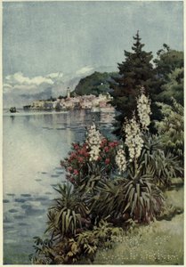Un gruppo di Yuccas, Villa Melzi, Lago di Como, Illustrazione da 