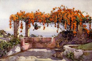 Bignonia Venusta da Ella Du Cane