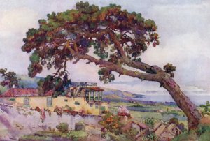 Il pino delle Canarie da Ella Du Cane