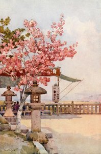 Il Ciliegio Rosa da Ella Du Cane