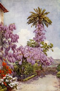 Glicine, Quinta Da Levada