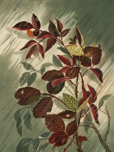 Foglie d