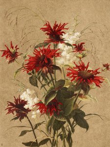 Balsamo e spiraea di Ellen Thayer Fisher