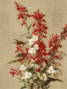 Fiori di cardinale