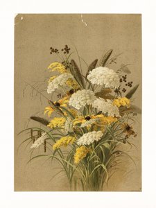 Cicuta, erba-occhi-di-bue e verga d