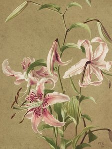 Il giglio giapponese di Ellen Thayer Fisher