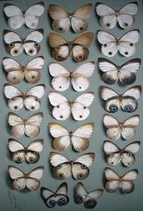 Ventidue farfalle