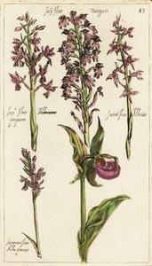 Varie varietà di orchidee europee, scarpetta di Venere, Cypripedium calceolus