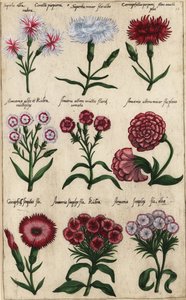 Varie varietà di garofano, Dianthus caryophyllus da Emanuel Sweert