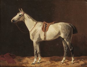 Un cavallo grigio sellato in attesa in una stalla da Emil Volkers