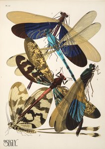 Tavola 10 da Insectes da Émile Allain Séguy
