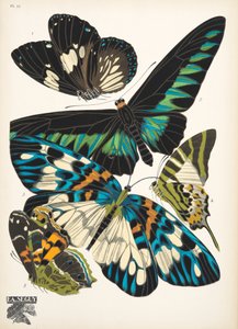 Tavola 10, da Papillons da Émile Allain Séguy