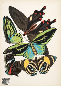 Tavola 1, da Papillons da Émile Allain Séguy