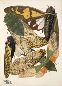 Tavola 2 da Insectes da Émile Allain Séguy