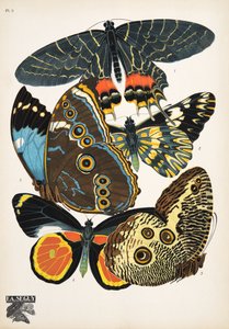 Tavola 2, da Papillons da Émile Allain Séguy