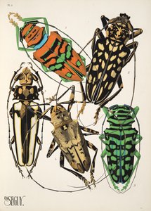 Tavola 4 da Insectes, pub. anni 