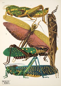Piastra 7 da Insectes, pub. anni 