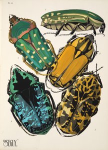 Plate 12 da Insectes, pub. anni 1930 da Émile Allain Séguy