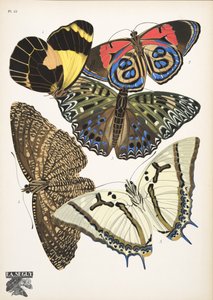Plate 12 da Papillons, pub. 1925 da Émile Allain Séguy