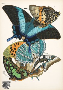 Tavola 13 da Papillons, pub. 1925 da Émile Allain Séguy