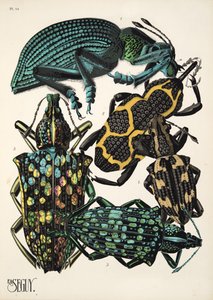 Tavola 14 da Insectes, pub. anni 
