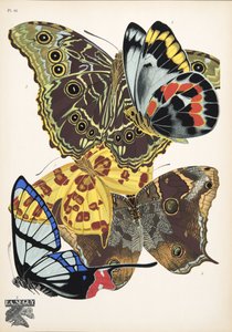 Plate 15 da Papillons, pub. 1925 da Émile Allain Séguy