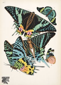 Tavola 7 da Papillons, pub. 1925 da Émile Allain Séguy