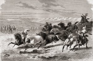 Gauchos argentini che radunano cavalli selvaggi, illustrazione da 
