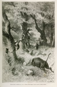 Sconfitta della spedizione davanti alla carica di un bufalo, disegno di Emile Bayard, per illustrare la storia: Attraverso l