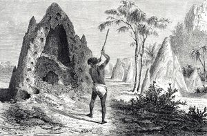 Nidi delle termiti bianche (incisione) da Emile Antoine Bayard