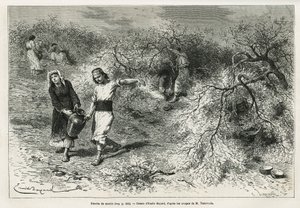 La raccolta del mastice, una resina bianca di lentisco, durante la stagione estiva, è la base della produzione di un brandy all