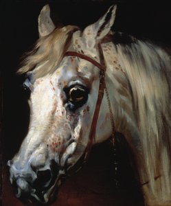 Testa di un cavallo arabo, c.1840-50 da Emile Jean Horace Vernet