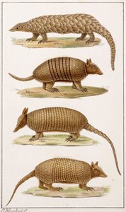 Un formichiere gigante e tre tipi di armadillo