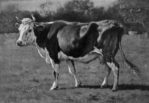 Studio di una mucca