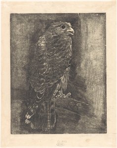 Falco su un ramo da Emilius Wilhelmus Dehé