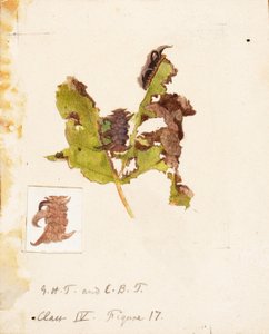Bruco dalle foglie accartocciate, studio per il libro "La colorazione nascosta nel regno animale".