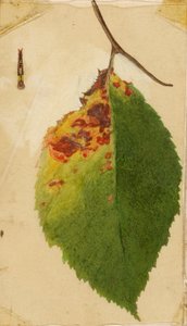 Bordo della foglia accartocciato e avvizzito che imita il bruco, studio per il libro "Concealing Coloration in the Animal Kingdom".