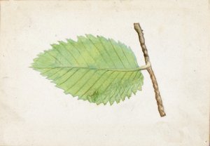 Bruco con bordo foglia frastagliato..., fine XIX-inizio XX secolo