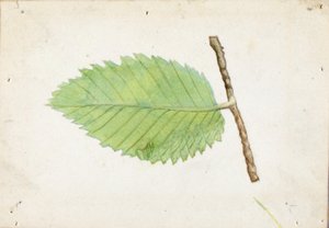 Bruco dal bordo frastagliato, studio per il libro "La colorazione nascosta nel regno animale".