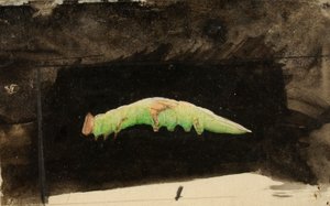 Bruco della foglia di spiaggia maculata