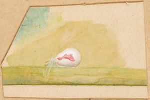 Ragno bianco di porcellana, fine XIX-inizio XX secolo