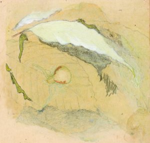 Ragno bianco porcellana