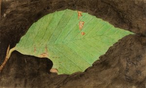 Bruco della foglia di spiaggia maculata più piccola..., fine XIX-inizio XX secolo